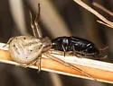 Xysticus luctans - photo 3