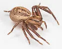 Xysticus luctans - photo 4