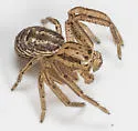 Xysticus luctans - photo 5
