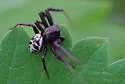 Xysticus luctuosus