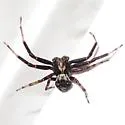 Xysticus luctuosus - photo 2
