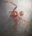 Xysticus luctuosus - photo 4