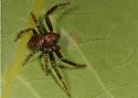 Xysticus montanensis