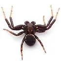 Xysticus montanensis - photo 2