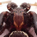 Xysticus montanensis - photo 3