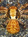 Xysticus montanensis - photo 4