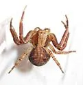 Xysticus obscurus