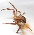 Xysticus obscurus - photo 2