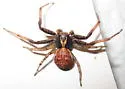 Xysticus obscurus - photo 3