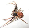 Xysticus obscurus - photo 4