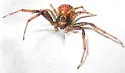 Xysticus obscurus - photo 5