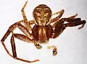 Xysticus paiutus