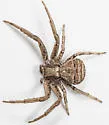 Xysticus pellax - photo 2