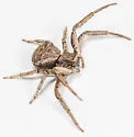 Xysticus pellax - photo 3