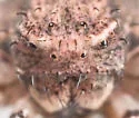 Xysticus pellax - photo 4