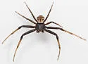 Xysticus pellax - photo 5