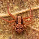 Xysticus pretiosus