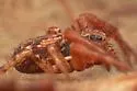 Xysticus pretiosus - photo 2