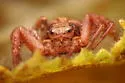 Xysticus pretiosus - photo 3