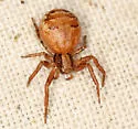 Xysticus pretiosus - photo 4
