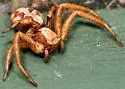 Xysticus punctatus