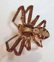 Xysticus punctatus - photo 2