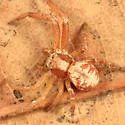 Xysticus punctatus - photo 3