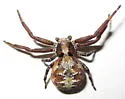 Xysticus punctatus - photo 4