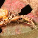 Xysticus punctatus - photo 5