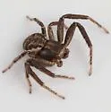 Xysticus robinsoni - photo 4