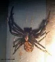 dark legs dark carapace patterened abdomen temp group
