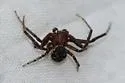 dark legs dark carapace patterened abdomen temp group - photo 2