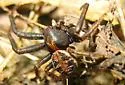 dark legs dark carapace patterened abdomen temp group - photo 3