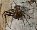 dark legs dark carapace patterened abdomen temp group - photo 4