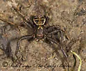 dark legs dark carapace patterened abdomen temp group - photo 5