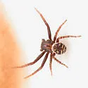 dark legs dark carapace striped abdomen temp group