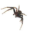 dark legs dark carapace striped abdomen temp group - photo 2