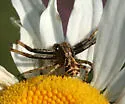 dark legs dark carapace striped abdomen temp group - photo 3