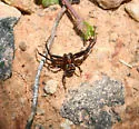 dark legs dark carapace striped abdomen temp group - photo 4
