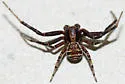 dark legs dark carapace striped abdomen temp group - photo 5