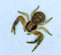 Xysticus texanus