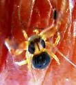 Xysticus texanus - photo 2