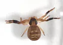 Xysticus texanus - photo 3
