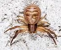 Xysticus texanus - photo 4