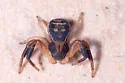 Xysticus texanus - photo 5