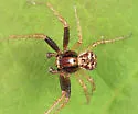Three-banded Crab Spider