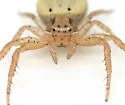 Three-banded Crab Spider - photo 2