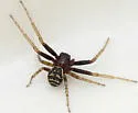 Three-banded Crab Spider - photo 3
