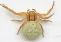 Three-banded Crab Spider - photo 4