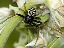 Three-banded Crab Spider - photo 5